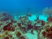 Coral and fish in Nassau